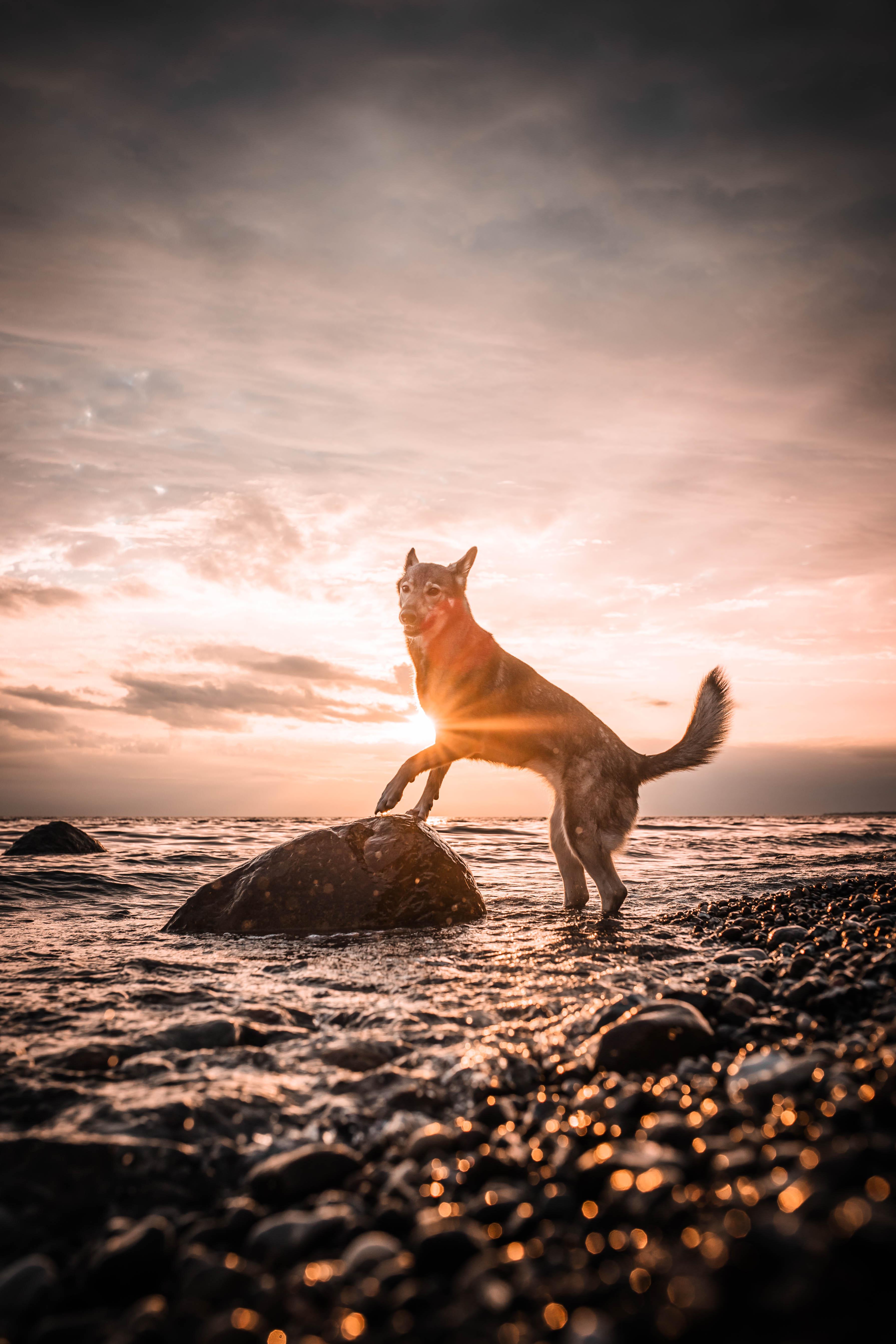 Dog standing on a rock at sunset – symbol for growing AppSec leaders from within.