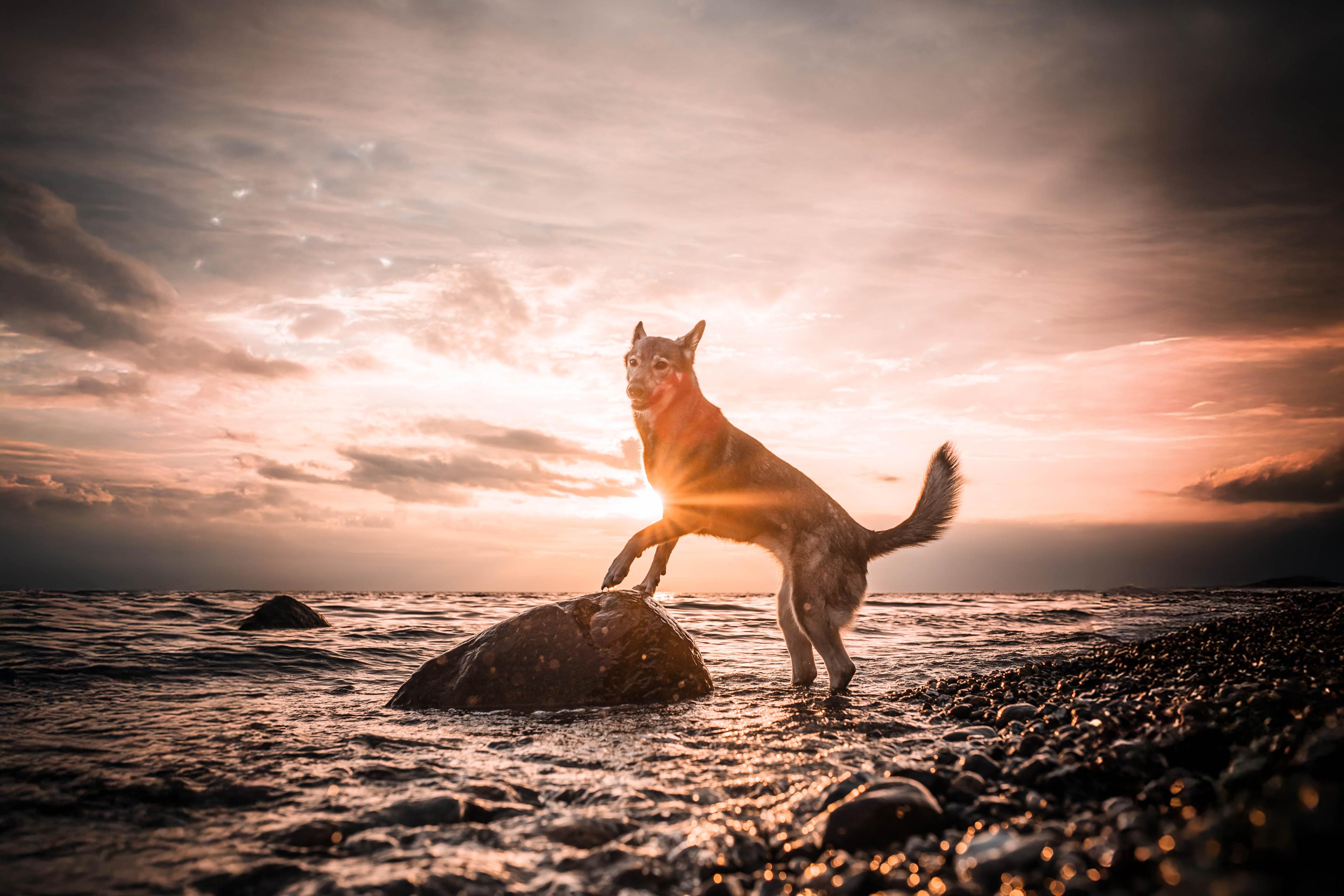 Dog standing on a rock at sunset – symbol for growing AppSec leaders from within.