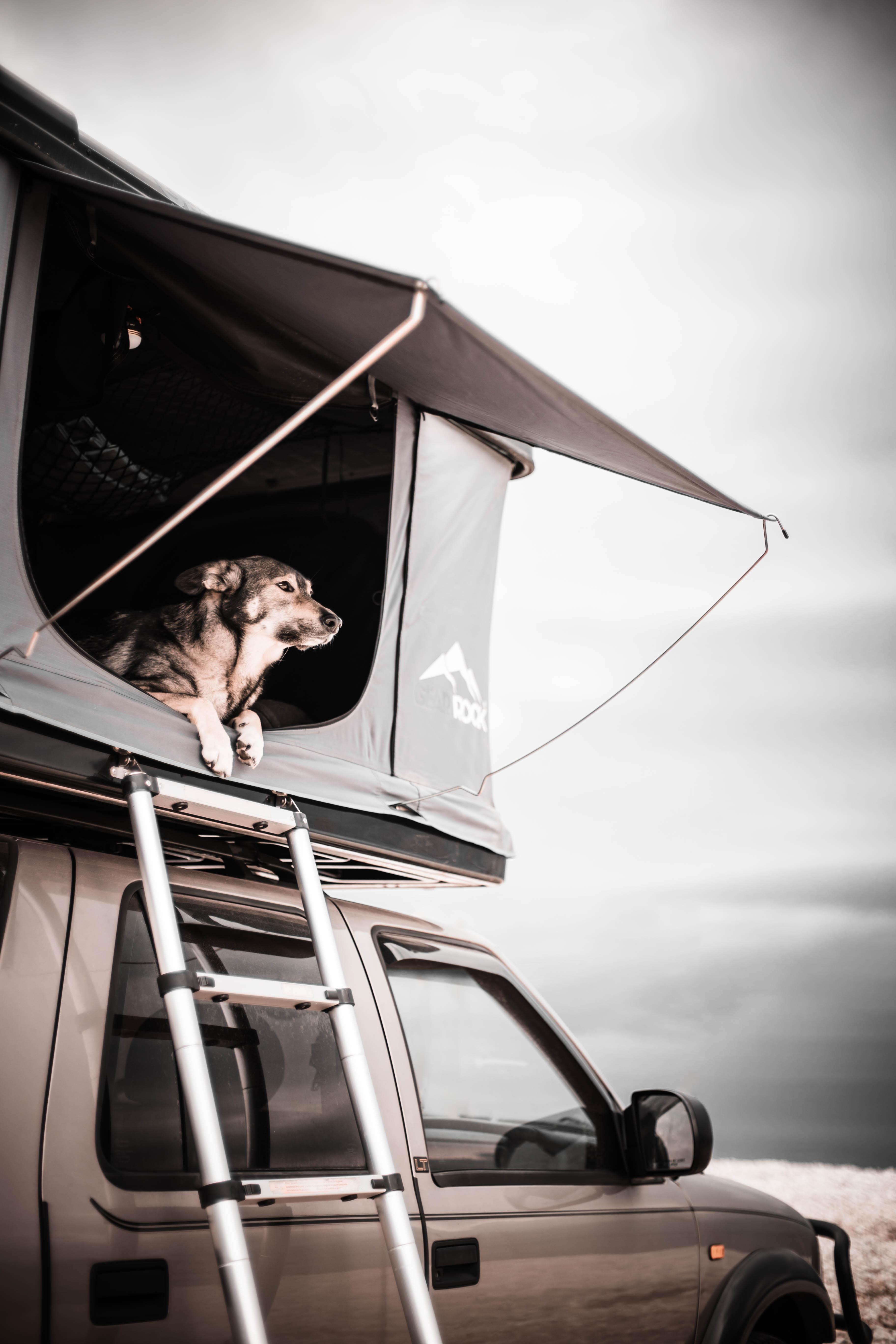Dog watching from the rooftop tent. Staying calm and clear after a breakdown.