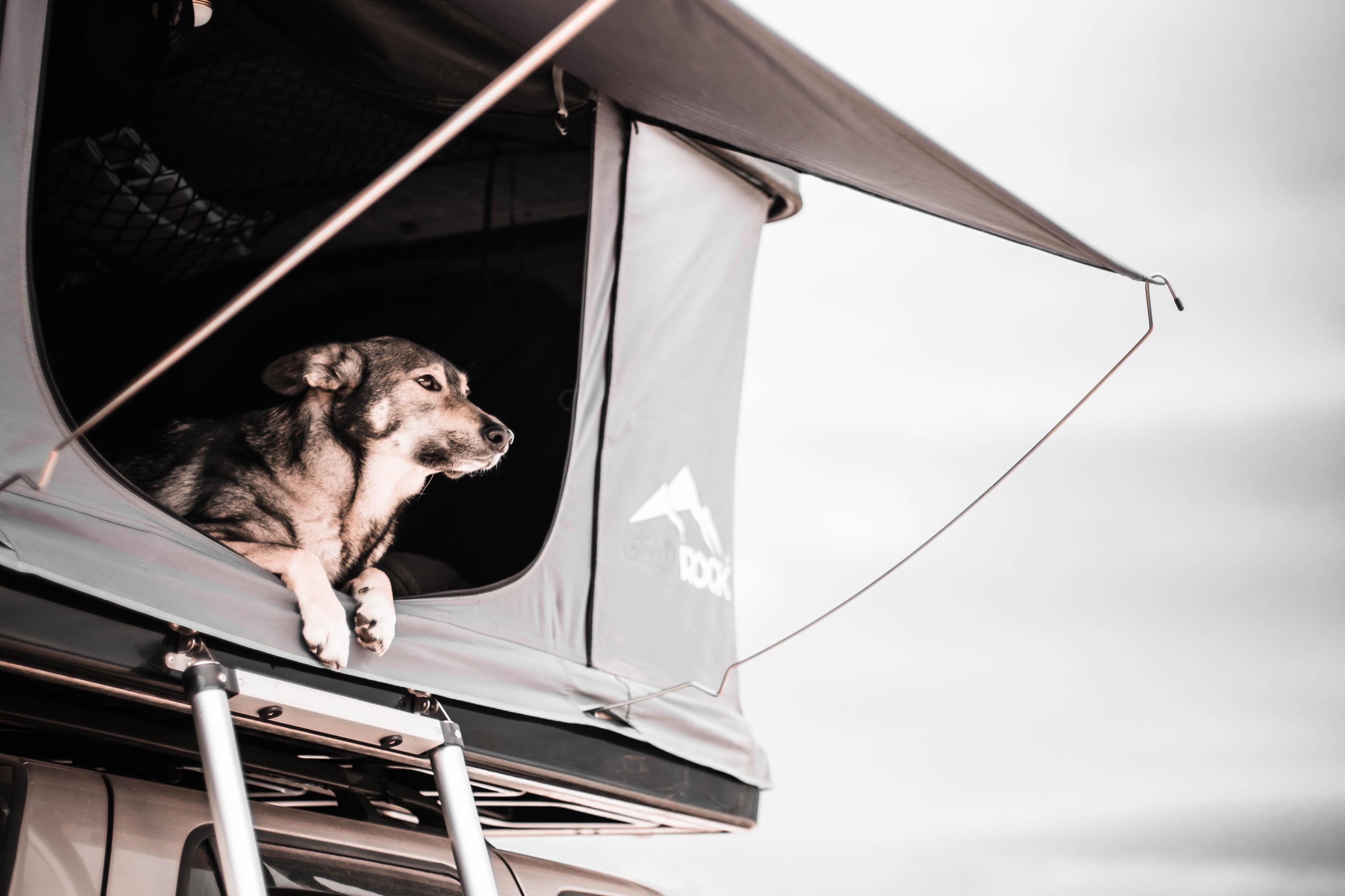 Dog watching from the rooftop tent. Staying calm and clear after a breakdown.