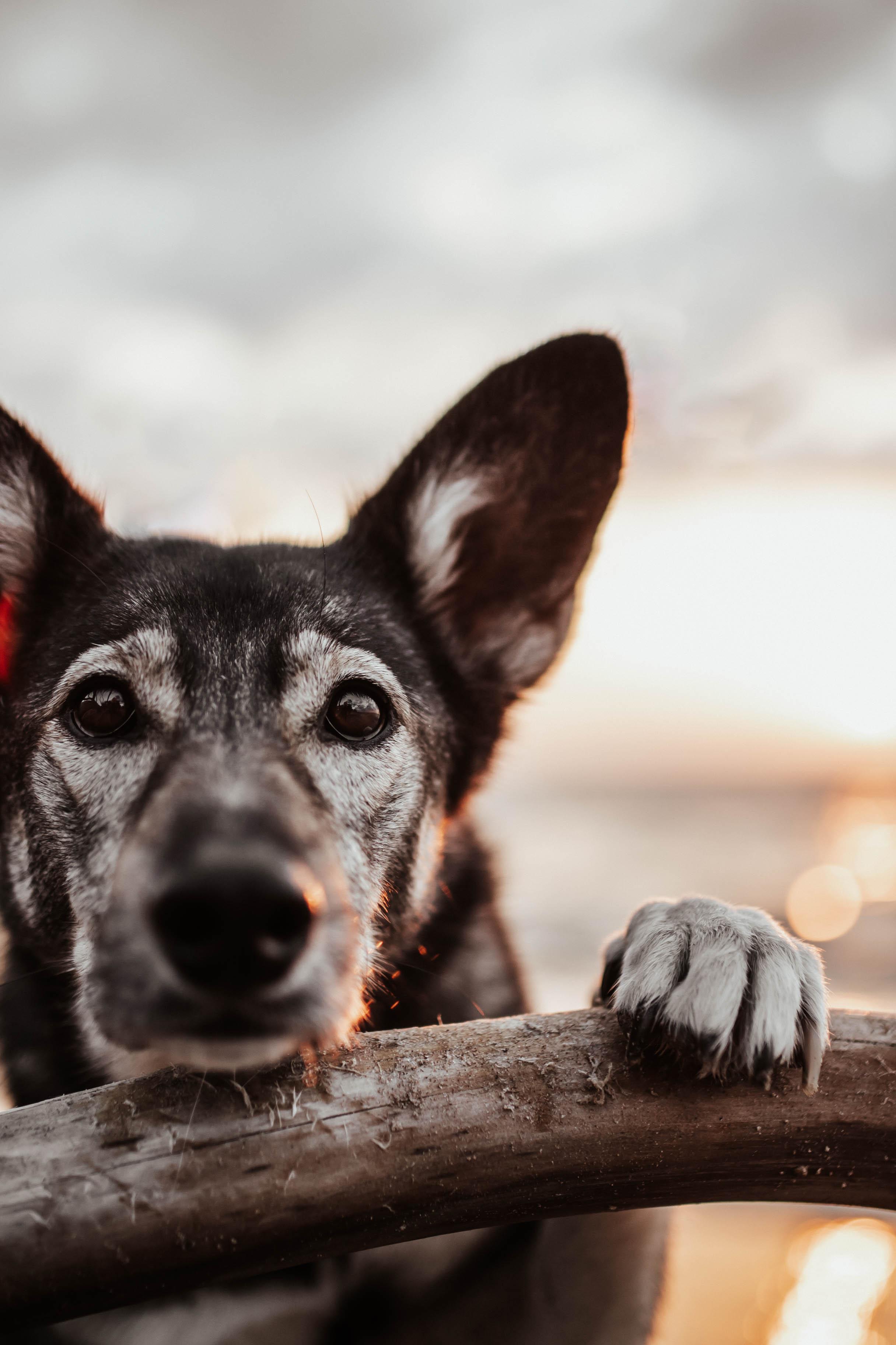 Close-up of a dog resting its paw on a log, looking directly into the camera. Symbolizing focus, instinct, and the quiet strength behind resilient security culture.