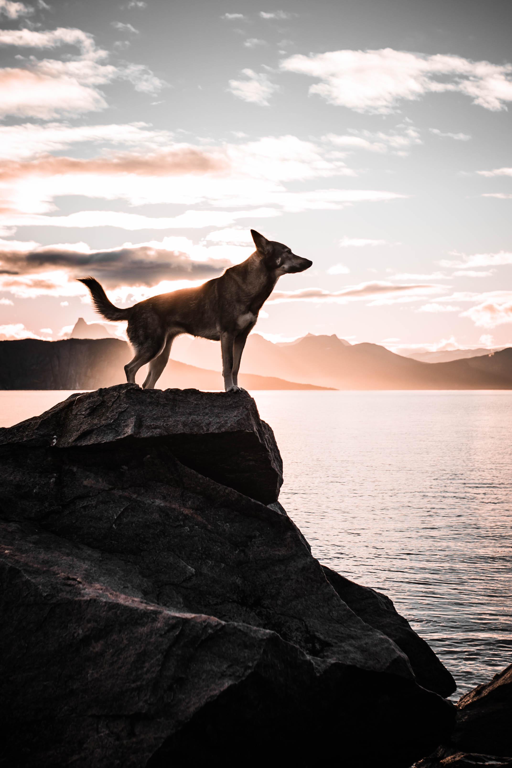 Suschka standing tall on a rock, overlooking the fjord at sunset. Ready, calm, and focused.