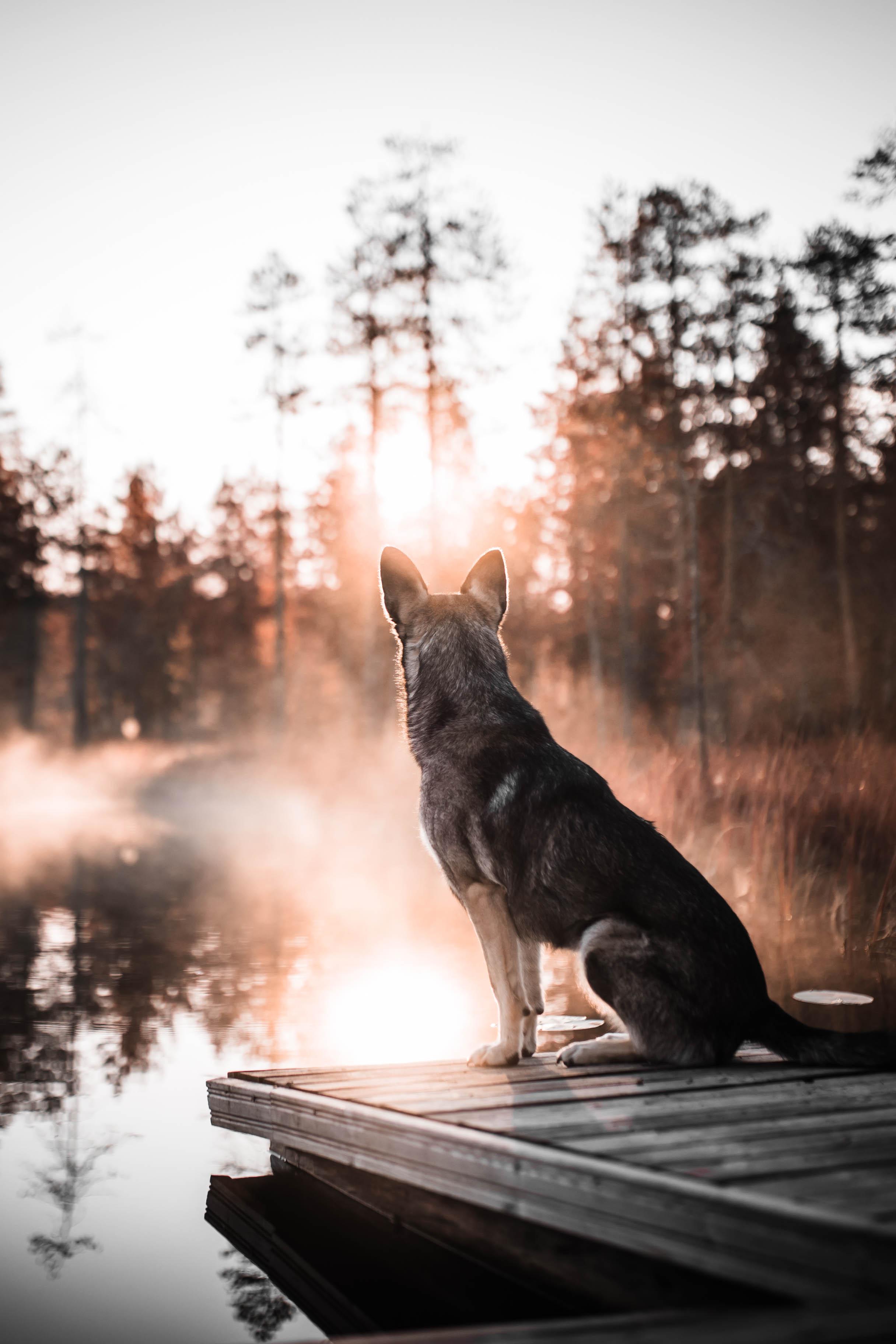 Dog sitting at a misty lake in the early morning, watching the trail ahead. Calm and focused.