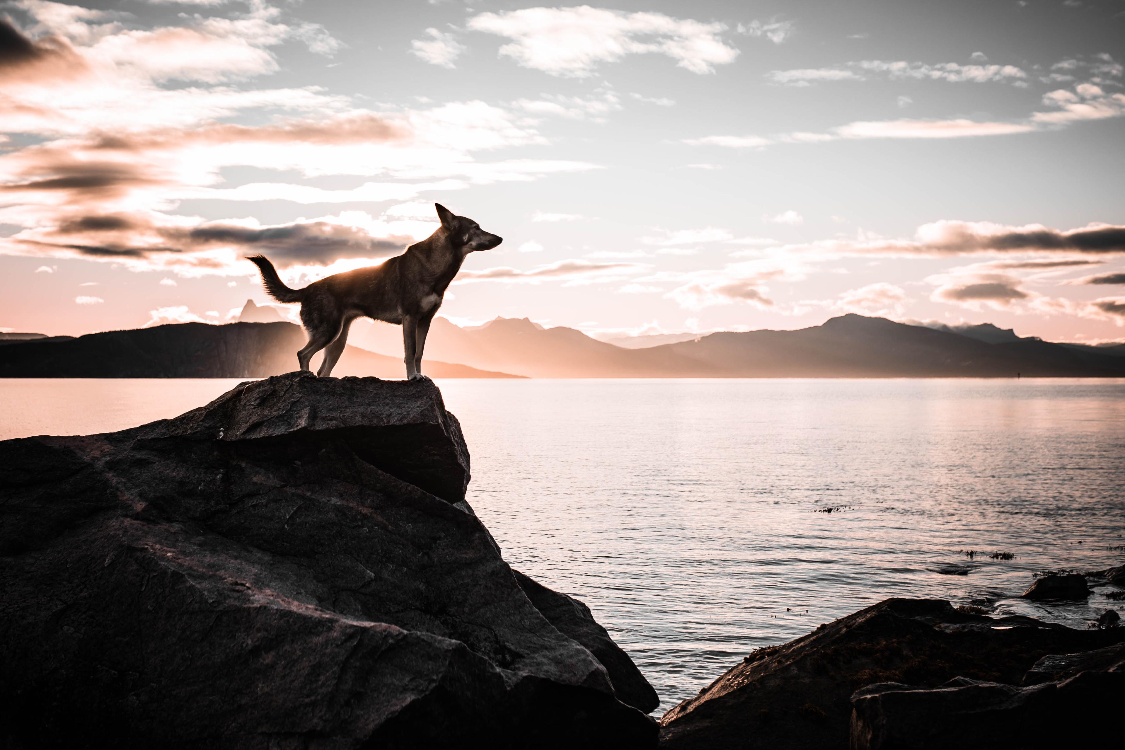 Suschka standing tall on a rock, overlooking the fjord at sunset. Ready, calm, and focused.