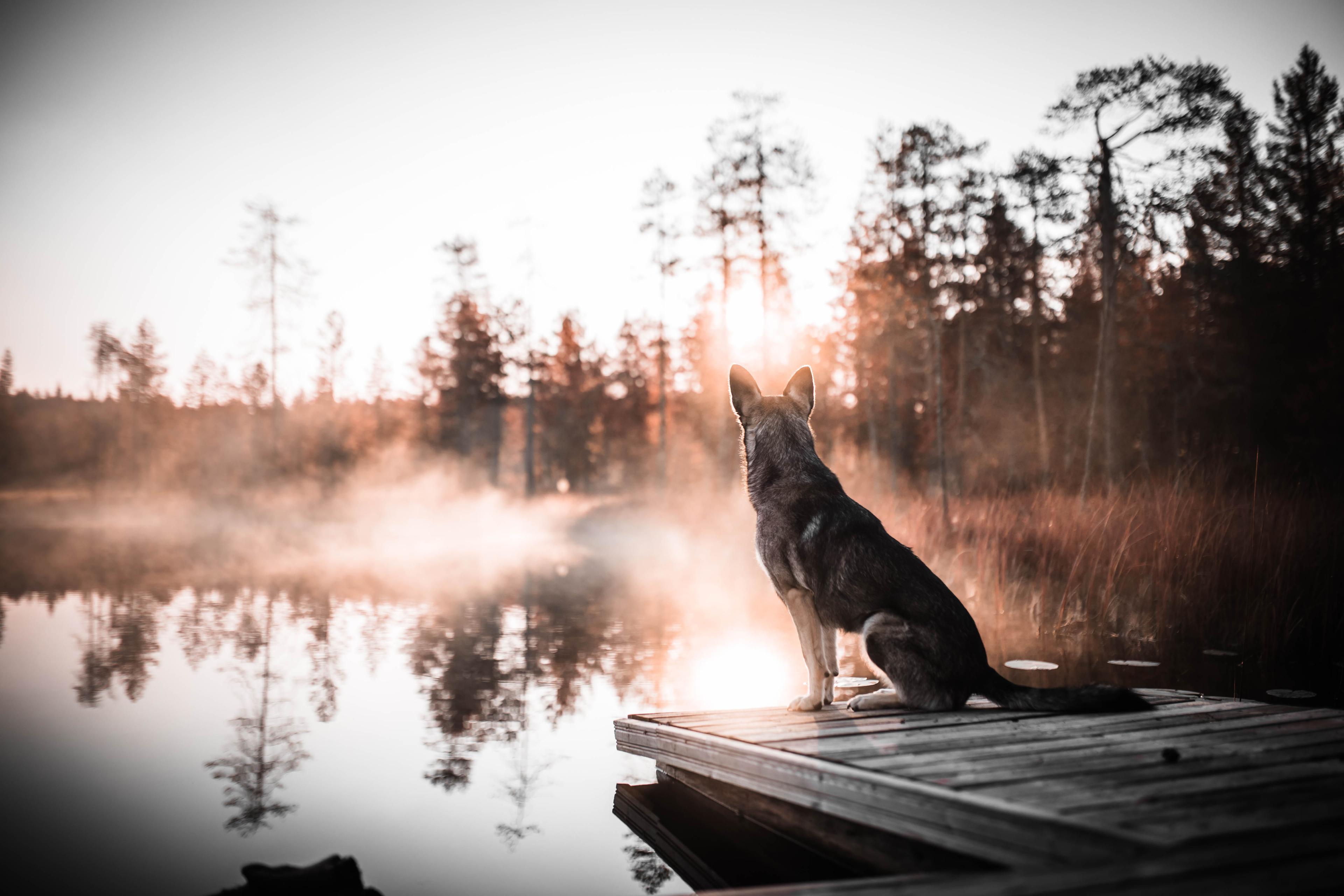 Dog sitting at a misty lake in the early morning, watching the trail ahead. Calm and focused.