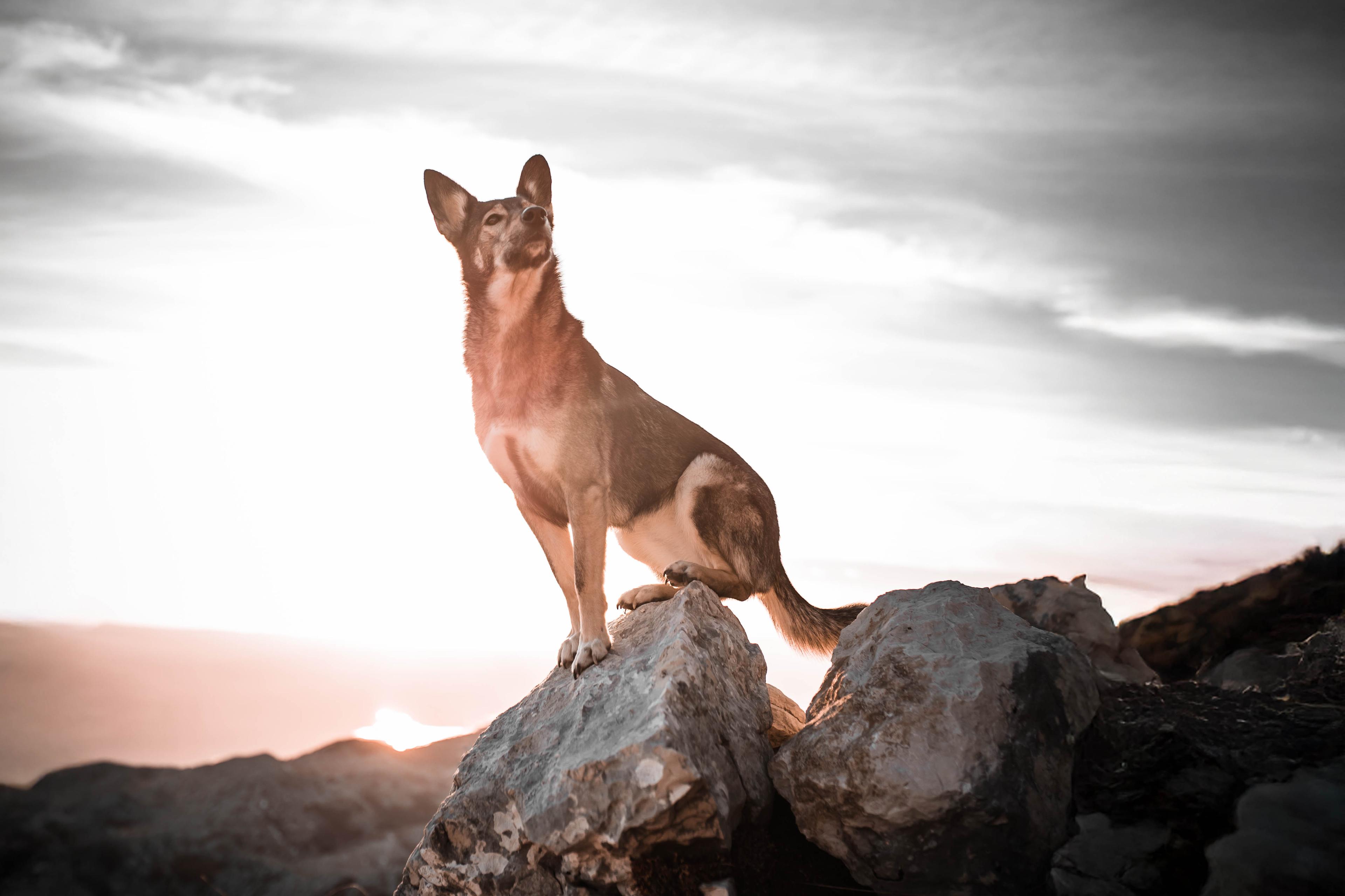 Suschka standing focused on a rocky hilltop, scanning the horizon at sunrise – ready to grow into leadership.