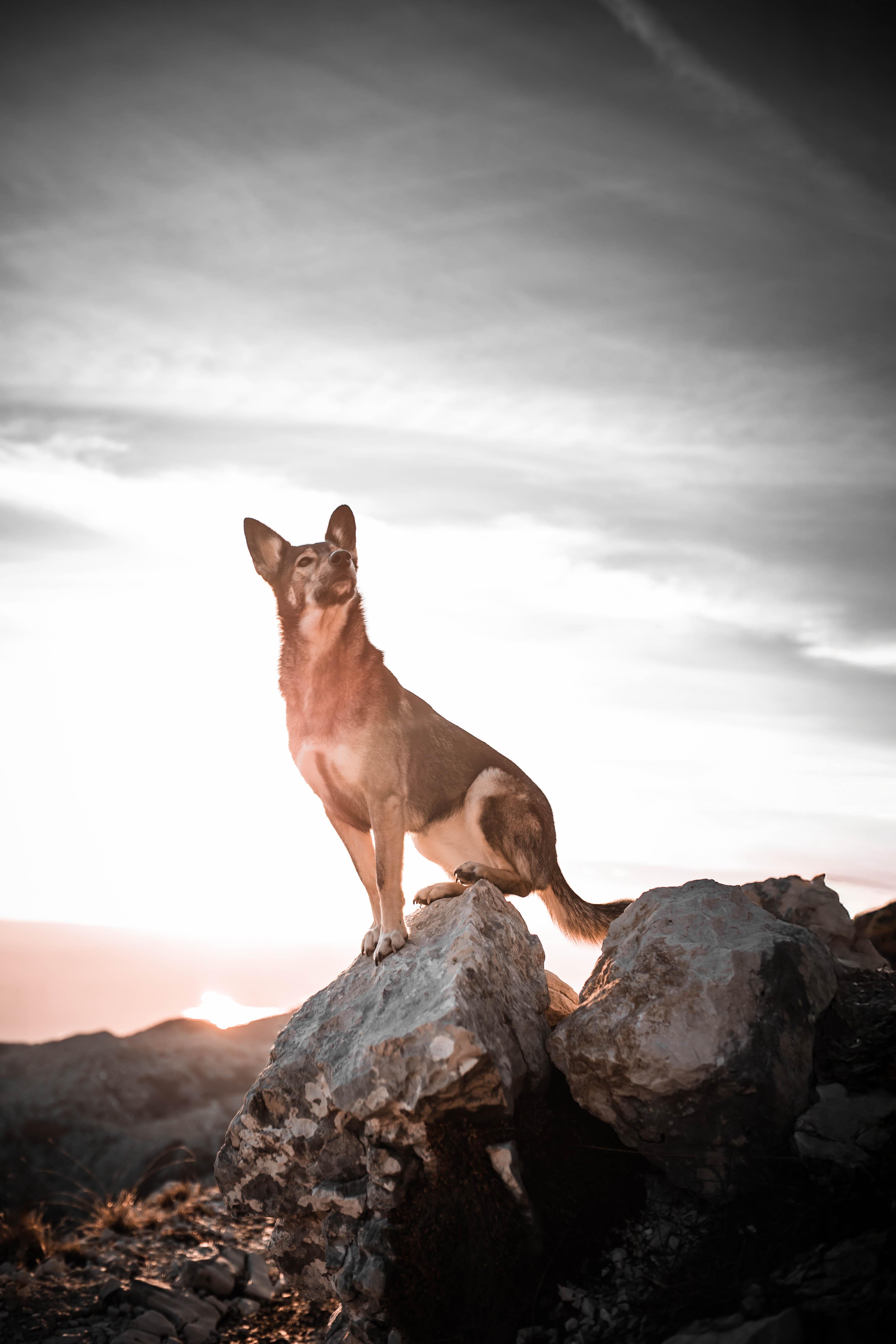 Suschka standing focused on a rocky hilltop, scanning the horizon at sunrise – ready to grow into leadership.