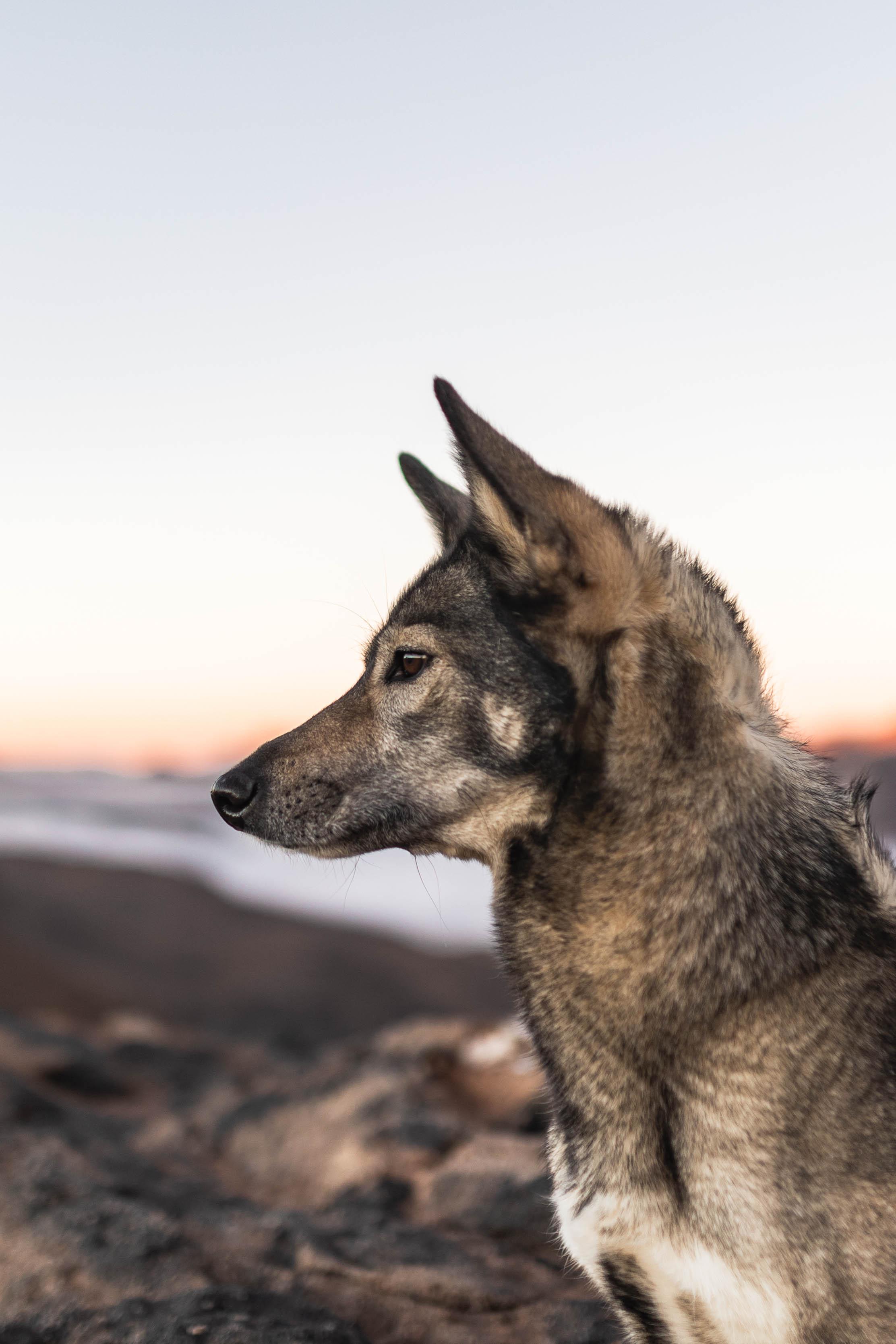 Anne's dog Suschka in the Anti-Atlas mountains in Morocco, alert in a rugged rocky landscape.