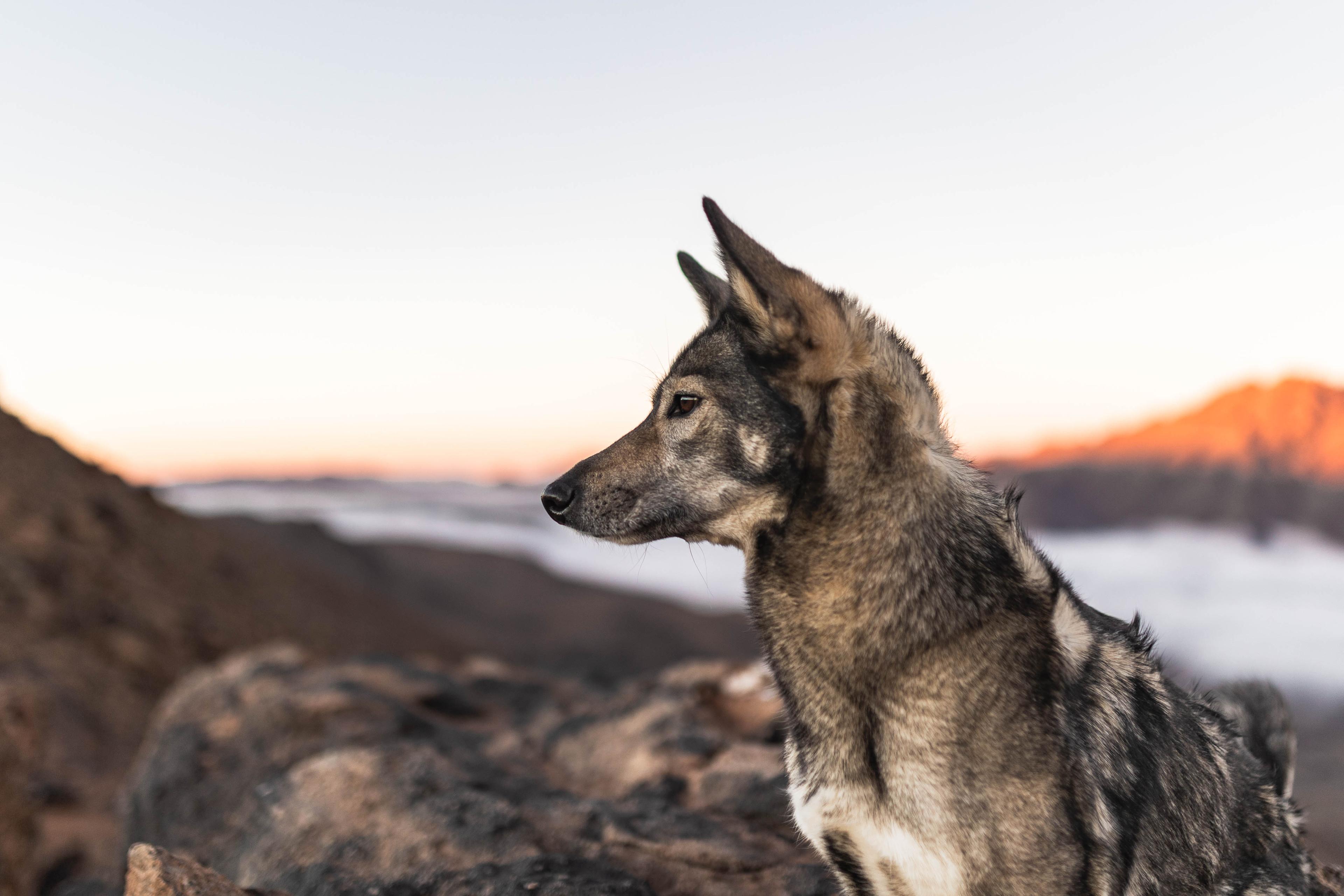 Anne's dog Suschka in the Anti-Atlas mountains in Morocco, alert in a rugged rocky landscape.