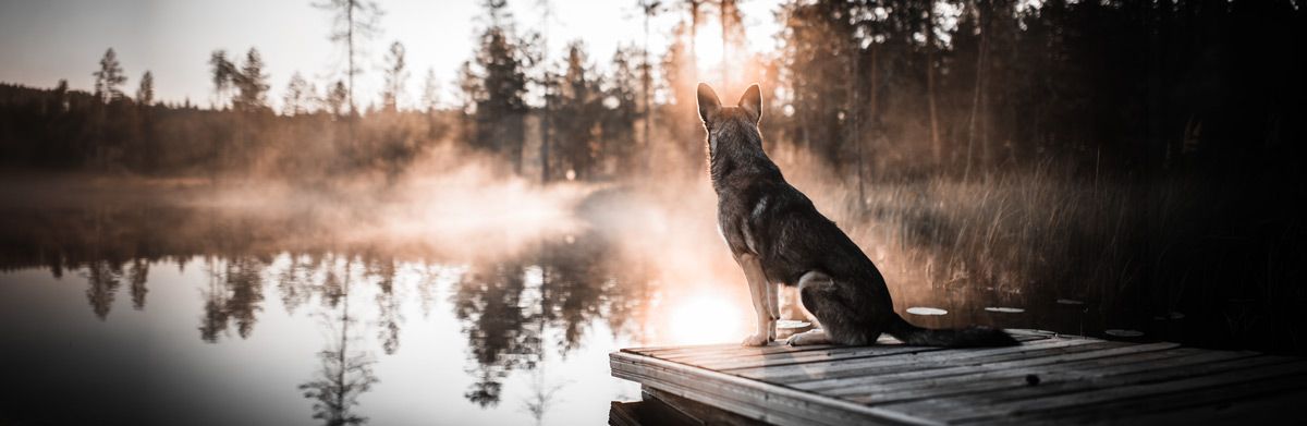 Suschka at a lake in Finnland in calm morning light.