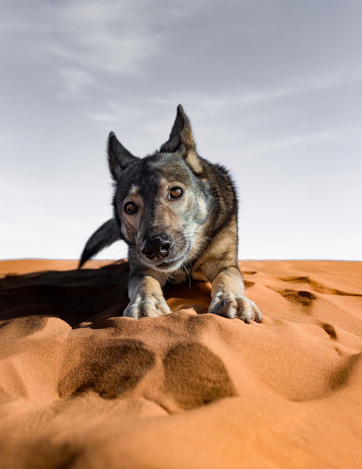 Anne's dog Suschka in the Sahara desert in Morocco, ready to take on the next AppSec challenge.