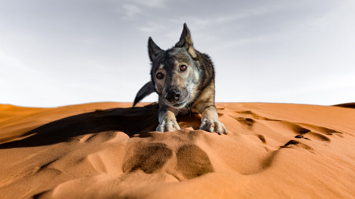 Anne's dog Suschka in the Sahara desert in Morocco, ready to take on the next AppSec challenge.