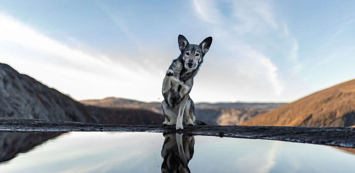 Suschka saying hi from Norway. Suschka saying hi from Norway, Rago national park.