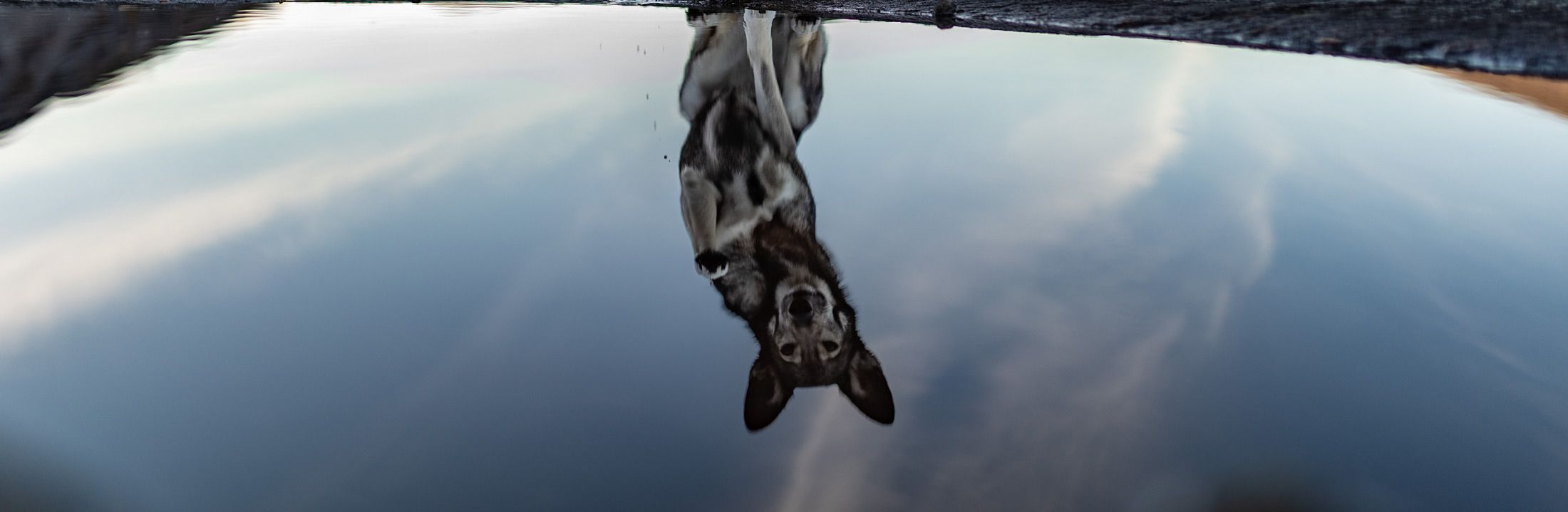 Suschka in the mirror. Suschka saying hi from Norway, Rago national park - the mirror in the water.