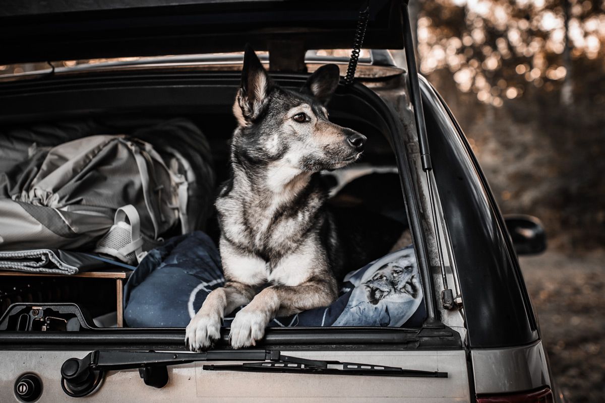 Anne's dog Suschka owning her home on wheels. Anne's dog Suschka owning her home on wheels without caring about weird noise or lose screws. That's human problems.