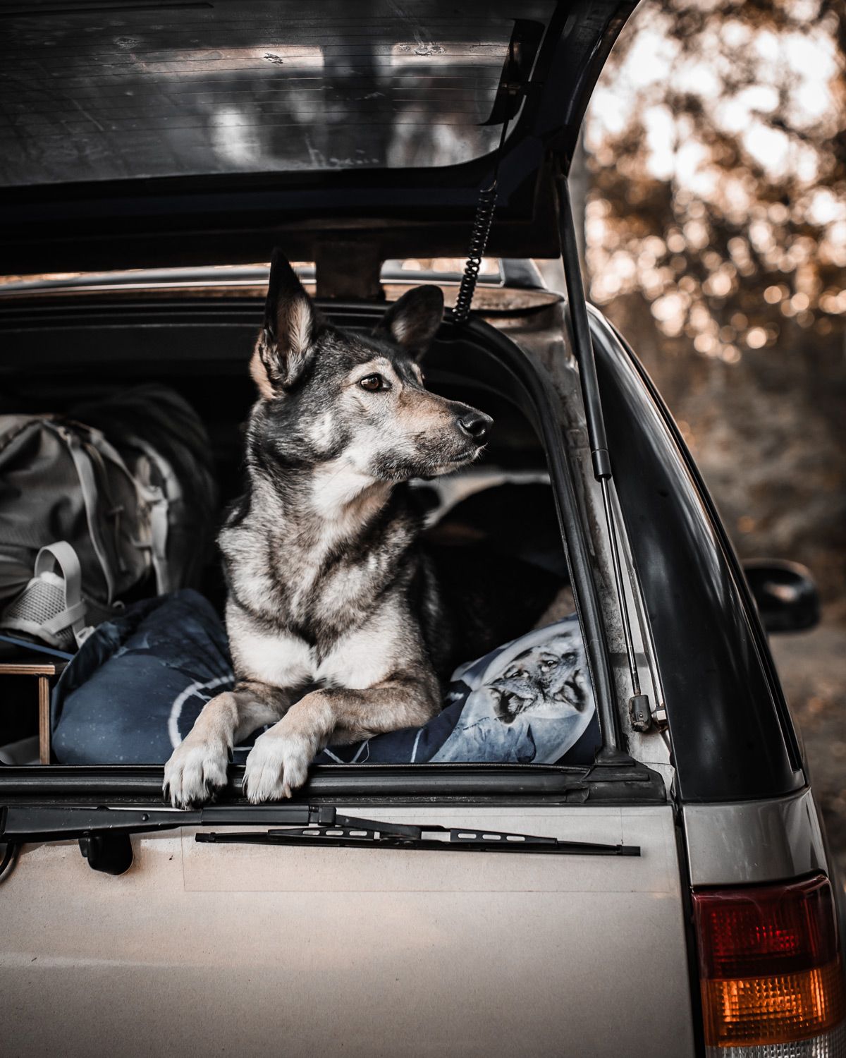 Anne's dog Suschka owning her home on wheels. Anne's dog Suschka owning her home on wheels without caring about weird noise or lose screws. That's human problems.