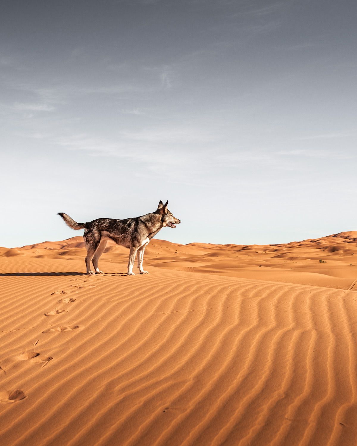 Anne's dog Suschka in the Sahara desert in Morocco Anne's dog Suschka in the Sahara desert in Morocco, searching for the Terrain Check founding clients.