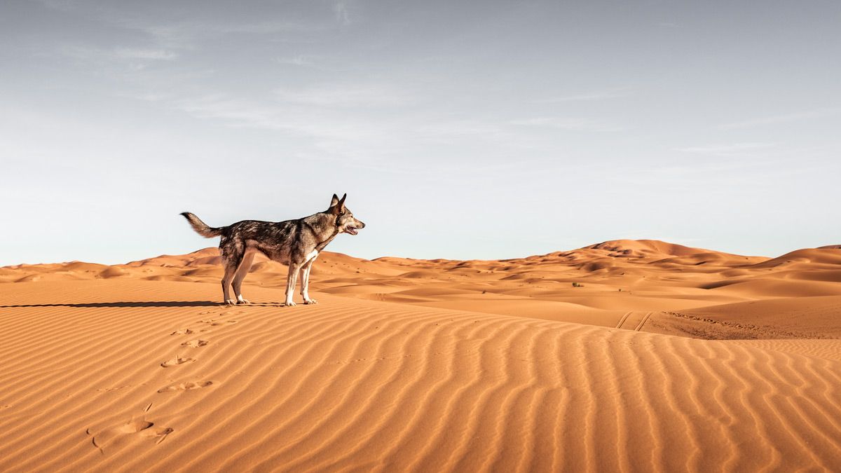 Anne's dog Suschka in the Sahara desert in Morocco Anne's dog Suschka in the Sahara desert in Morocco, searching for the Terrain Check founding clients.