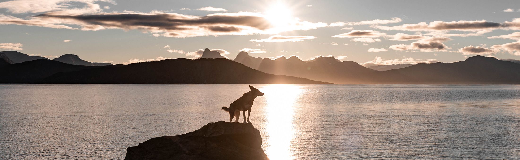 Suschka at sunset with the Lofoten in the background Suschka standing on a rock at sunset with the Lofoten mountains in the background, reflecting confidence, perspective, and the freedom to move forward.
